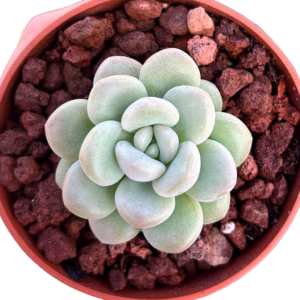 Pachyphytum Bubble Gum