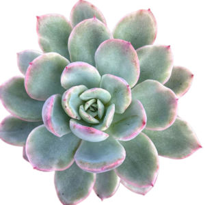 Echeveria Luella Variegada