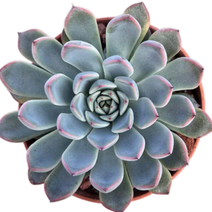 Echeveria Cuspidata Hybrid
