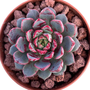 Echeveria Fireworks