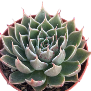 Graptoveria Lionfish