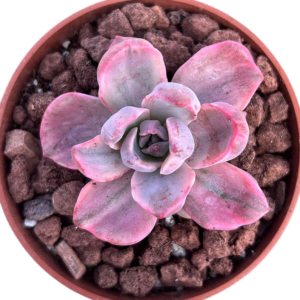 Graptoveria Mrs Richard Variegada