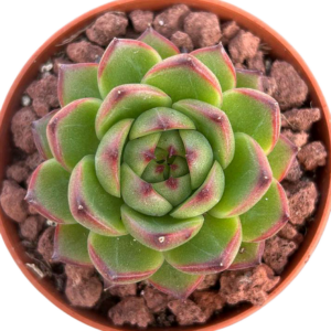 Echeveria Moonstone