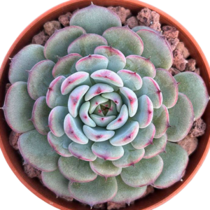 Echeveria Marcel