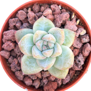 Echeveria Alba Beauty