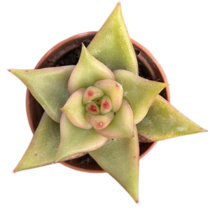 Echeveria Agavoides Lemaire