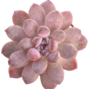 Graptoveria Black Racoon
