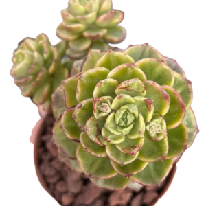 Sedeveria Letizia Variegada