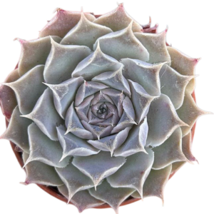 Echeveria Hyalina Victoria Guanajuato