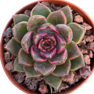 Echeveria Black Rose
