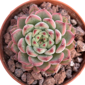Echeveria Pink Jenny
