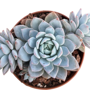 Echeveria Dream Snow
