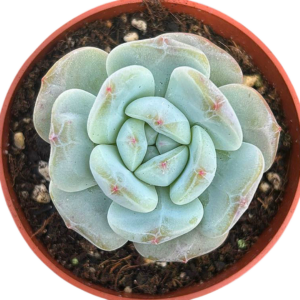 Echeveria Pomegranate
