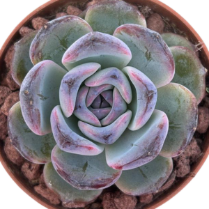 Echeveria Dark Opal