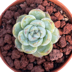 Echeveria Honey Tiger
