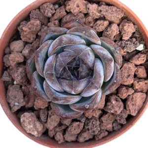 Echeveria Black Monroe
