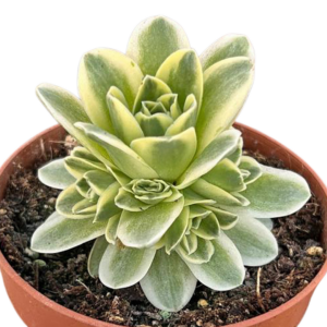 Greenovia Aurea Variegada