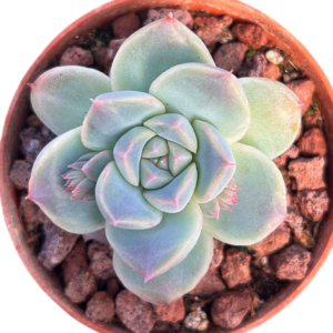 Echeveria Alba Beauty