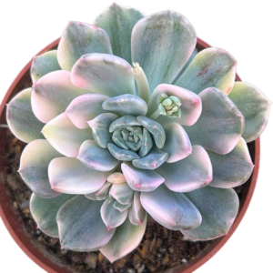 Echeveria Tinkerbell Variegada
