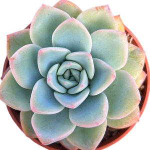 Echeveria Amabeier