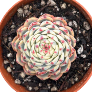 Echeveria Minima Variegada