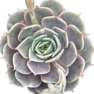 Echeveria Lake Baikal Variegada (I)