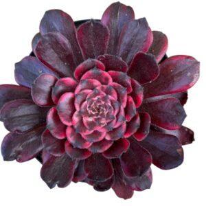 Aeonium Evening Glow