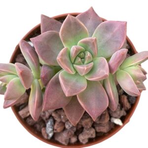 Graptopetalum Pudding