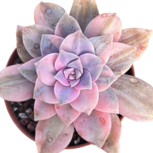 Graptopetalum Superbum Variegada (IV)