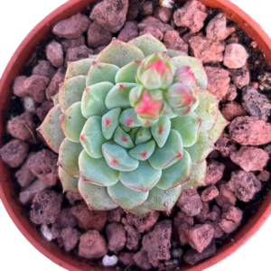 Echeveria Sakura