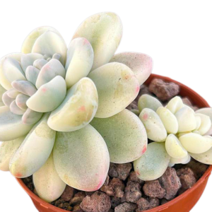 Sedum Clavatum Variegado