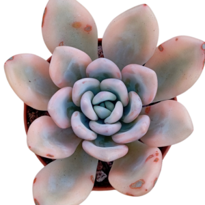 Graptoveria Opalina Variegada