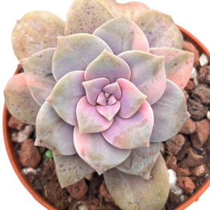 Graptopetalum Superbum Variegada (VI)