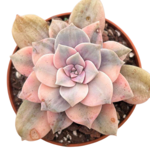 Graptopetalum Superbum Variegada (II)