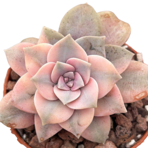Graptopetalum Superbum Variegada (I)