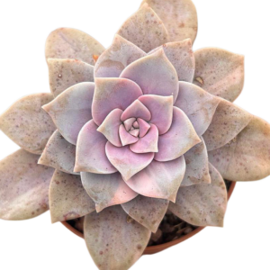 Graptopetalum Superbum Variegada (IV)