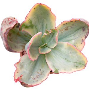 Echeveria Tornado Variegada