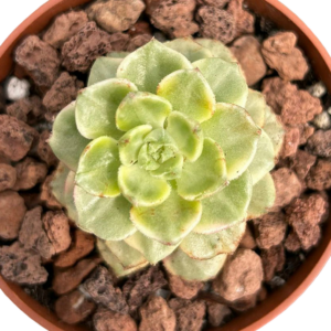 Sedeveria Letizia Variegada