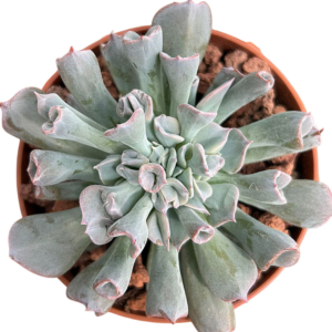 Echeveria Pig Nose