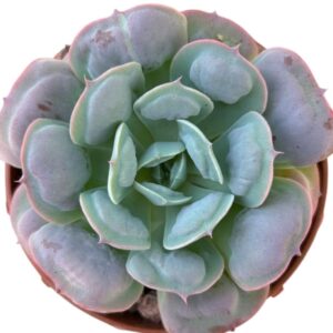 Echeveria Heart Delight