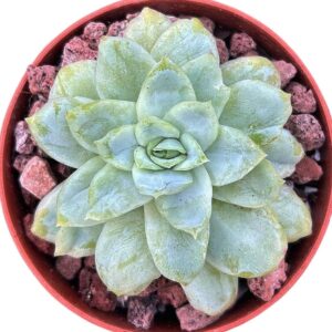 Echeveria Raspberry Ice Variegada