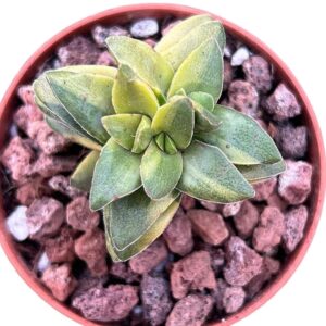 Crassula Springtime Variegada