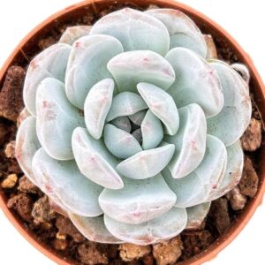 Echeveria Orange Monroe