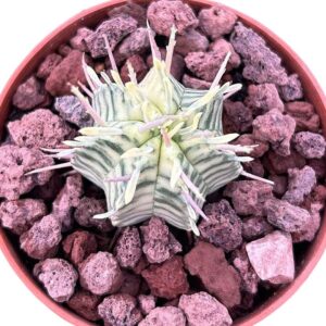 Euphorbia Meloformis Variegada