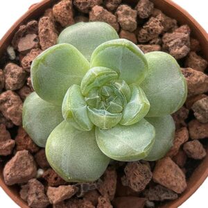 Echeveria Green Crystal