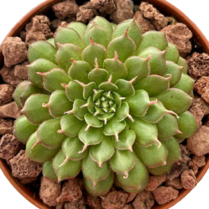 Graptoveria Iona