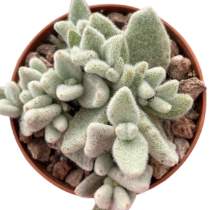 Kalanchoe Eriophylla