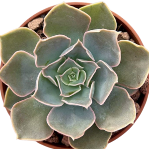 Sedum Sinforosanum x Echeveria Runyonii