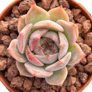 Echeveria Pikachu