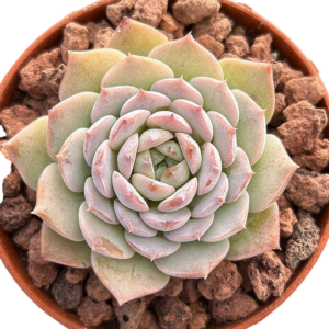Echeveria Amazing Grace